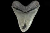 Serrated, Fossil Megalodon Tooth - Huge Tooth #82686-2